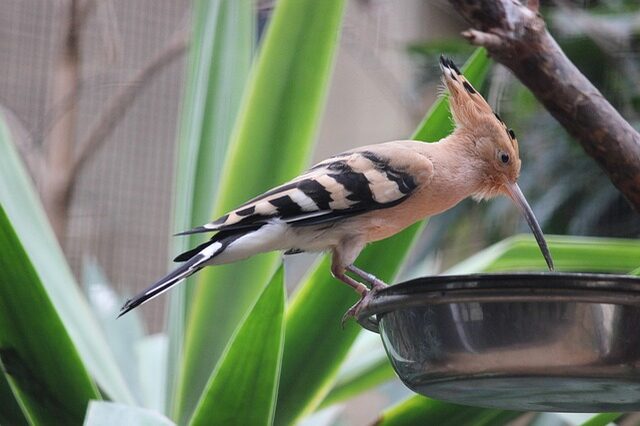 A Eurasian Hoopoe drinking some water.