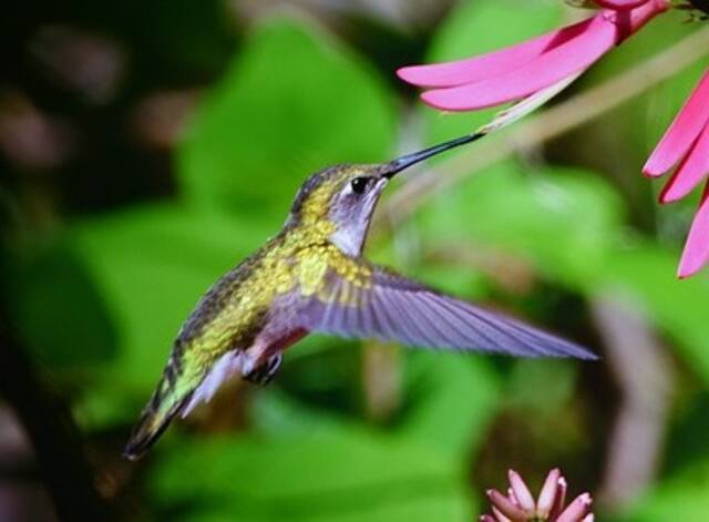 A hummingbird with shimmering iridescent color sucking nectar from a flower.