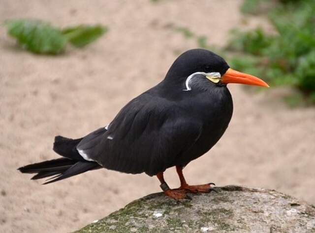 An Inca Tern standing on a large rock.