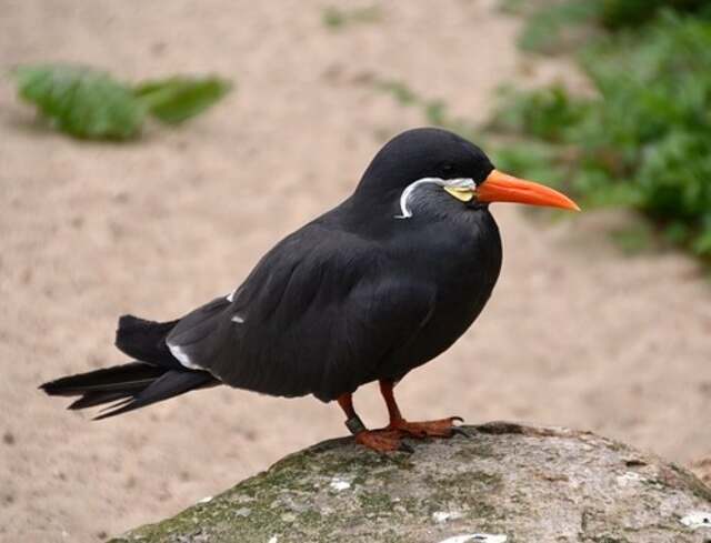 An Inca Tern standing alone on a large rock.