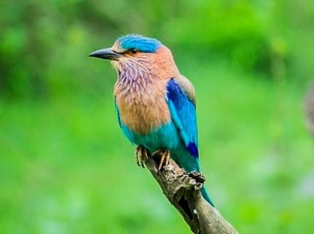 An Indian Roller perched on a thick branch.