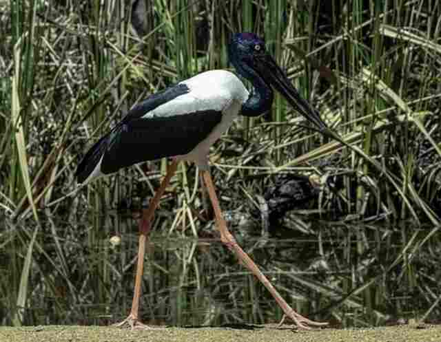 A Jabiru walking around wetlands.