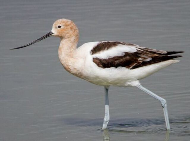 An American Avocet foraging in the water.
