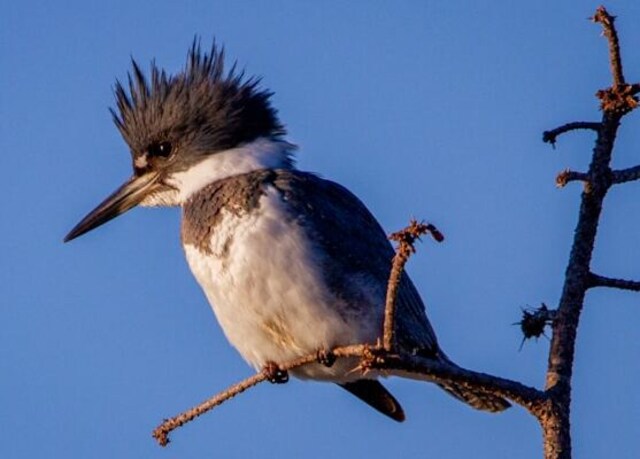 A Belted Kingfisher perched in a tree.