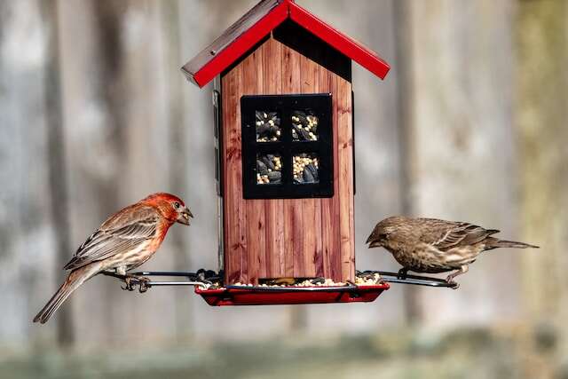 A pair of house finches getting a bite to eat from the feeder.