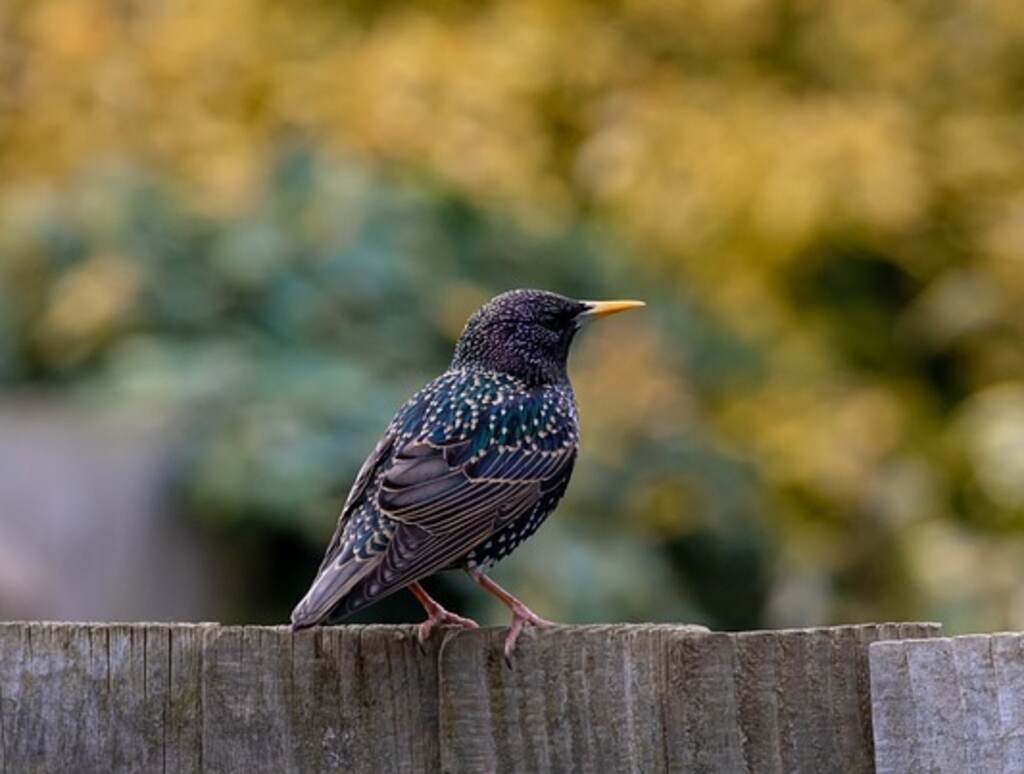 A juvenile European Starling perched on a fence.