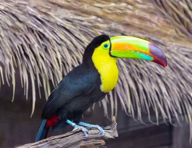 A keel-billed toucan perched on a wooden railing.