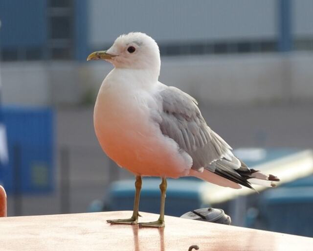 A Kittiwake standing on an outdoor beach table.