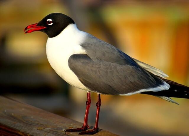 A Laughing Gull perched on a wood railing.