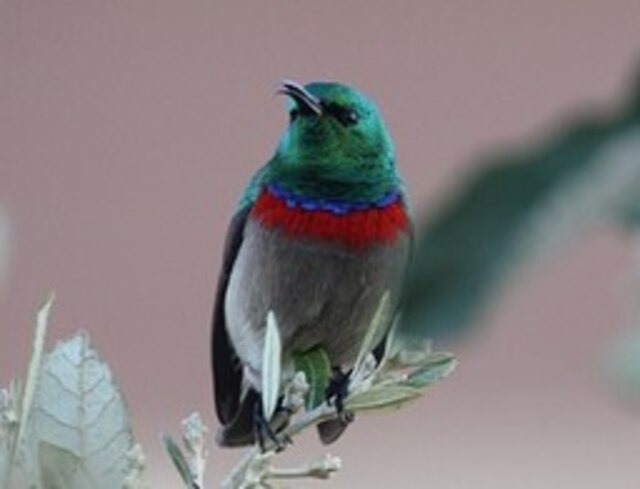 The Lesser Double-Collared Sunbird perched on a branch.