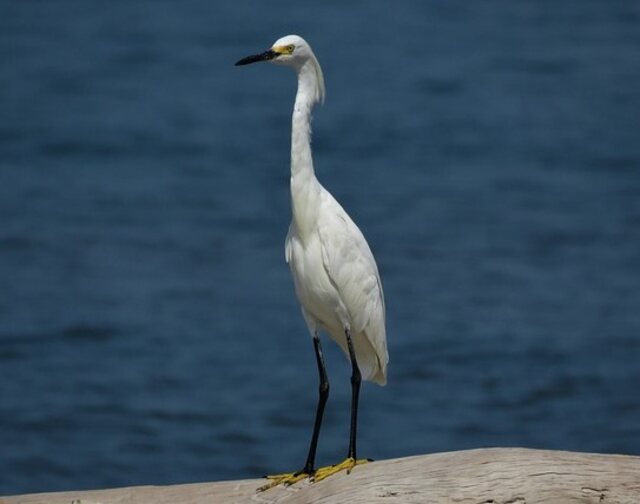 A Little Egret standing on land.