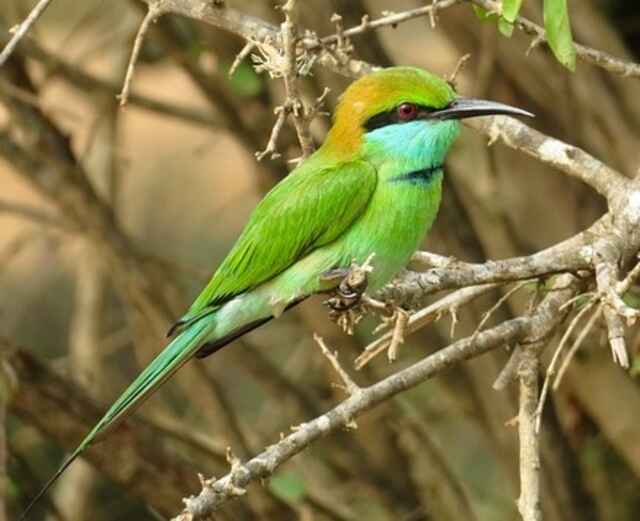 A Green Bee-Eater perched on a branch.
