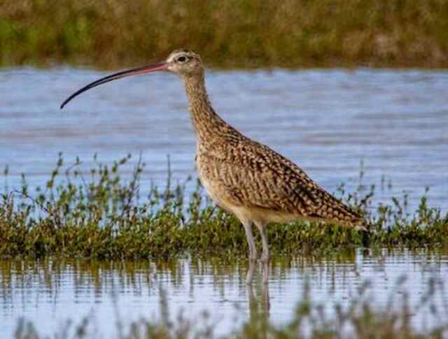 A Long-billed Curlew stalking prey in the water.