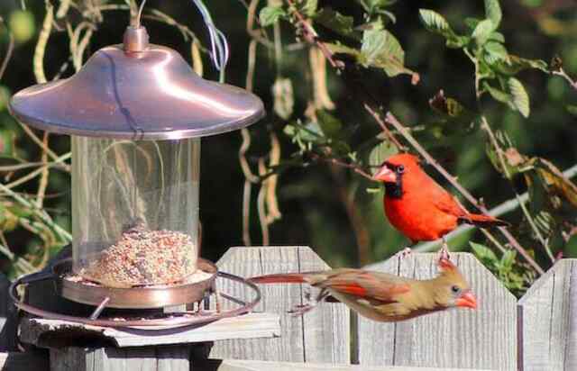 A male and female Northern Cardinal feeding at a bird feeder.