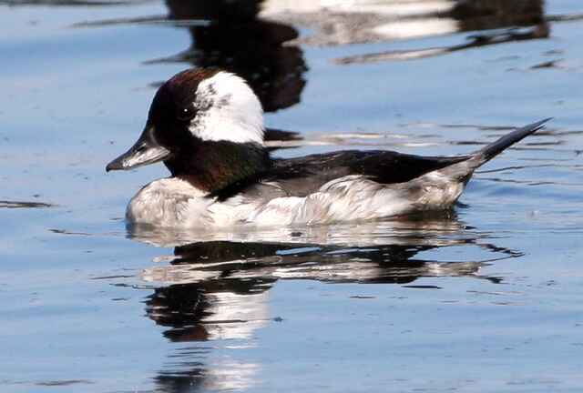 A male Bufflehead floating in the water.