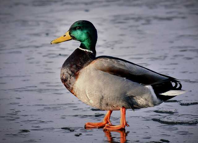 A Mallard Duck standing in wetlands.