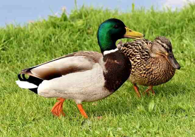 A male and female mallard duck roaming around.