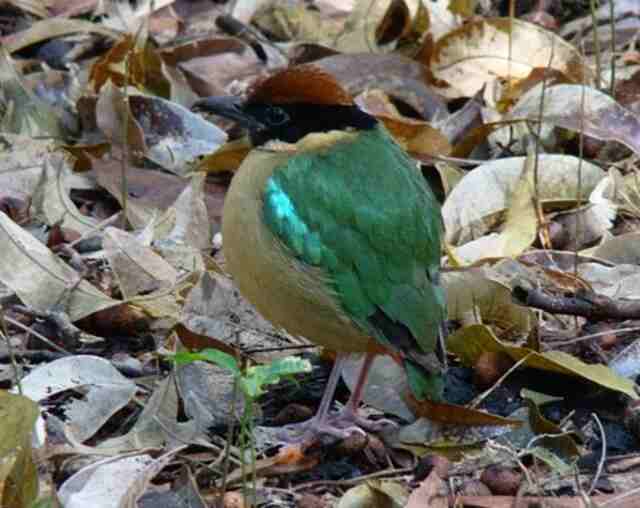 A Noisy Pitta foraging on the ground.