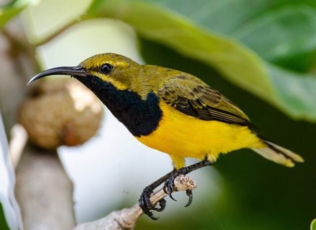 An Olive-Backed Sunbird perched on a plant branch.
