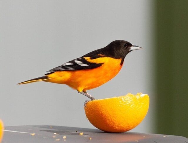 A Baltimore Oriole eating an orange.