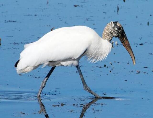 A Wood Stork foraging through the water.