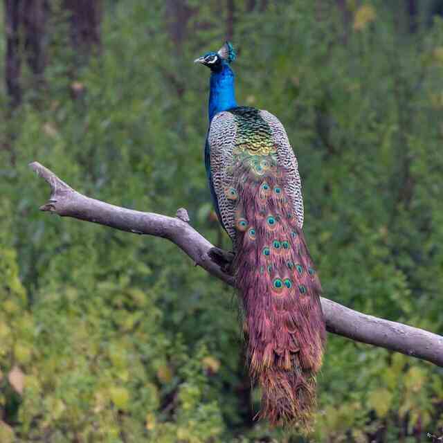 A peacock perched on a tree branch