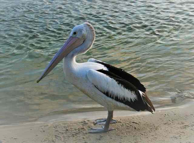 A Black and White Pelican standing on the beach.