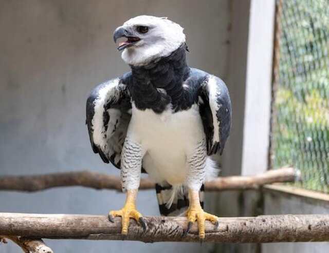 A Harpy Eagle perched on a branch.