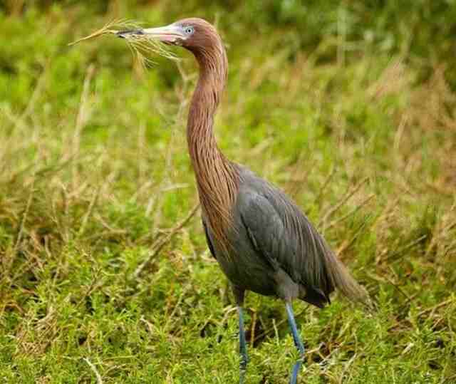 A Reddish Egret gathering materials for nest building.