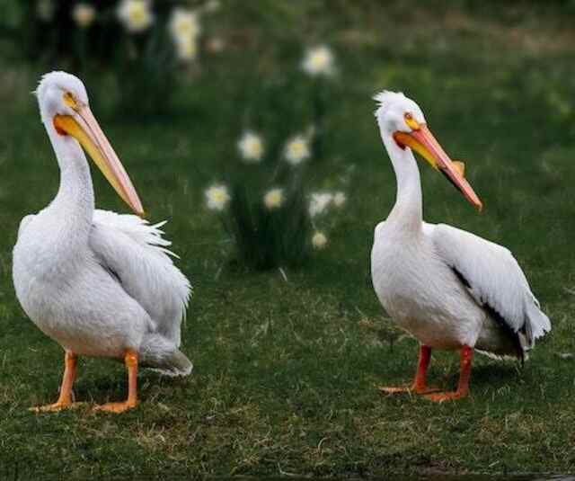 Two American White Pelicans standing on grass.