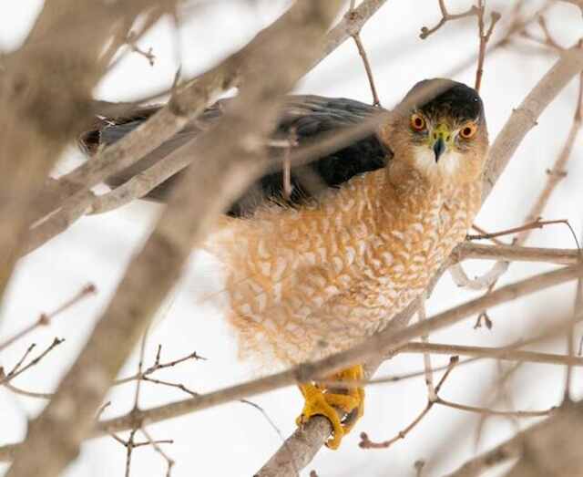 A Coopers hawk perched in a tree.
