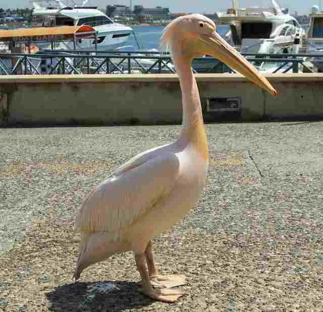 A Great White Pelican standing on the pavement.