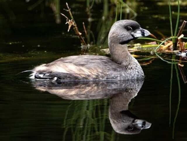 A Pied-billed Grebe floating in the water.