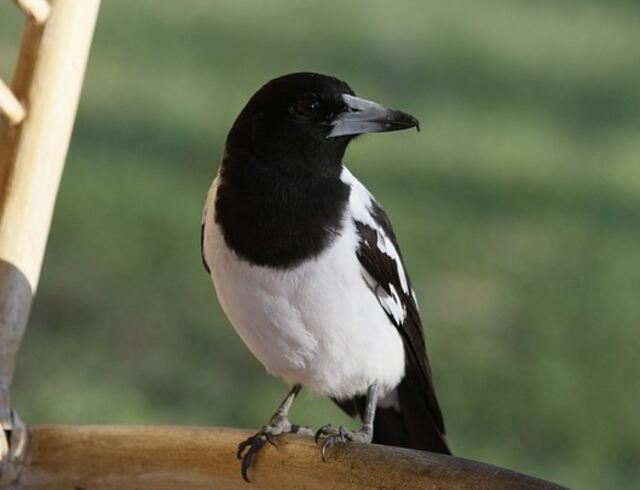 A Pied Butcherbird perched on a railing.
