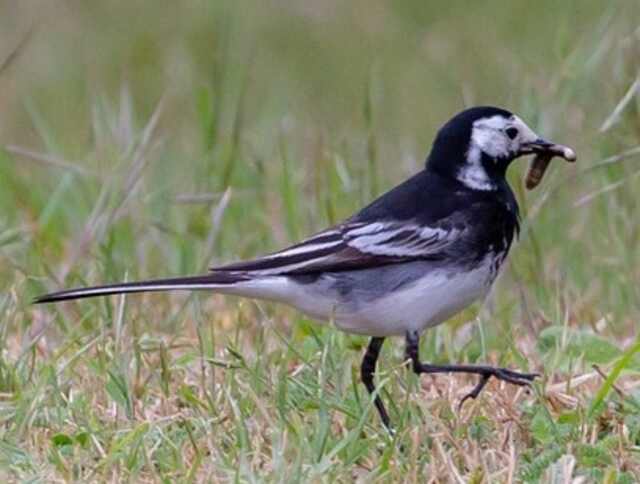A Pied Wagtail walking around with a worm in its beak.