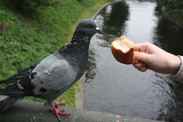 A pigeon being offered bread by a person.