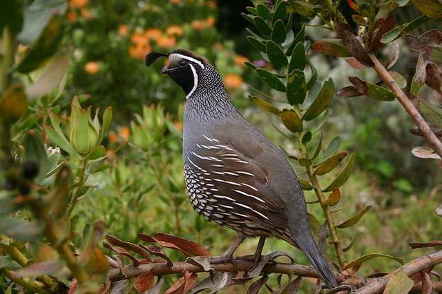 A California Quail foraging for food on the ground.