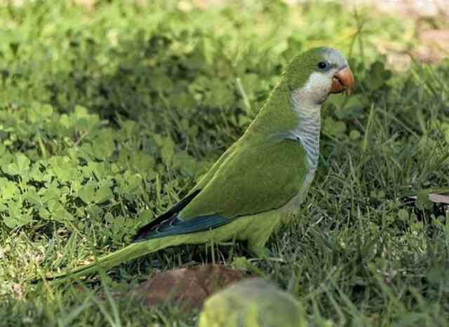 A Quaker Parrot foraging on the ground.