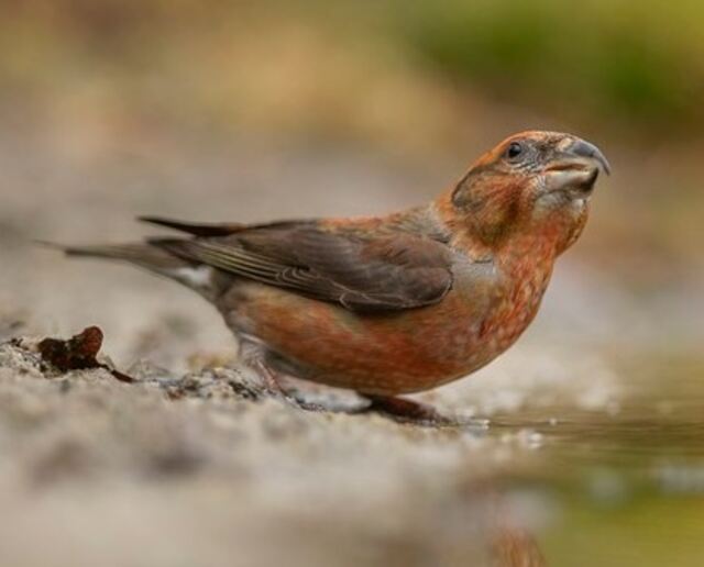 A Red Crossbill foraging on the ground.