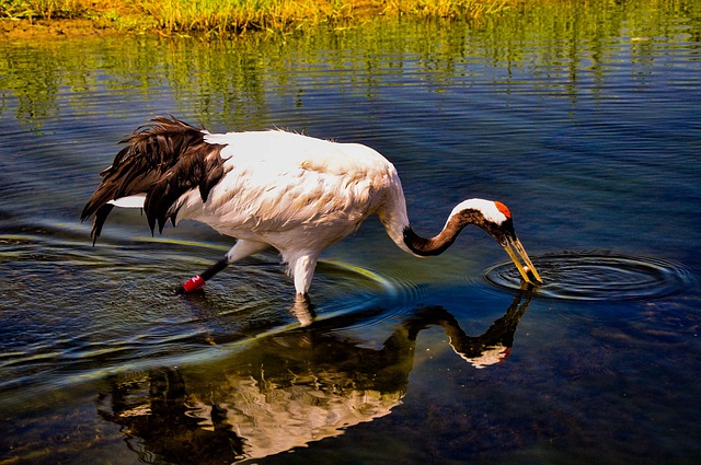 A Red-crowned Crane drinking water.