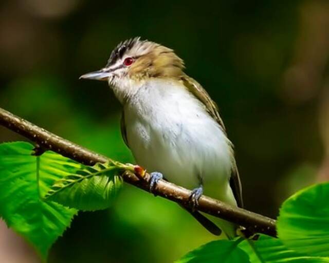 A Red-eyed Vireo perched in a tree.