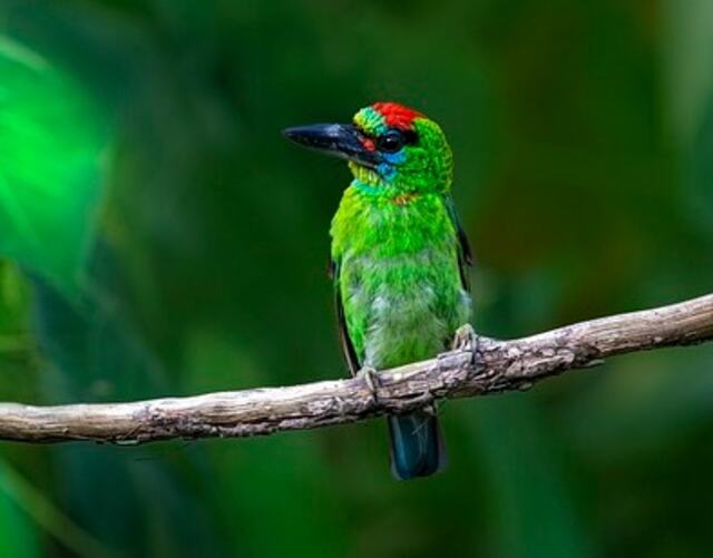 A Red-throated Barbet perched on a tree branch.