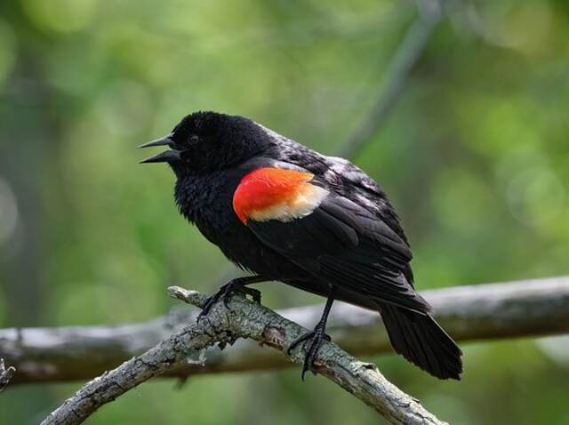 A Red-winged Blackbird perched on a branch.