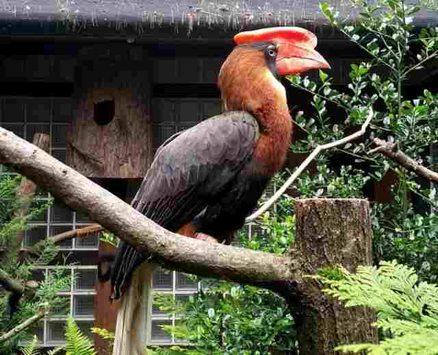 A Rhinoceros Hornbill perched on a large branch.