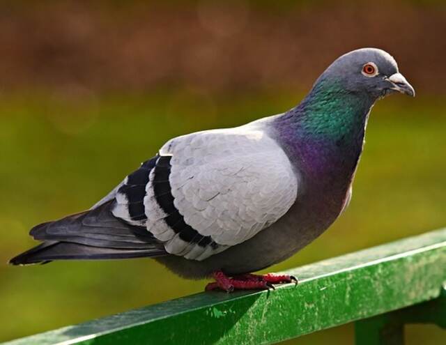 A Rock pigeon perched on a green railing.