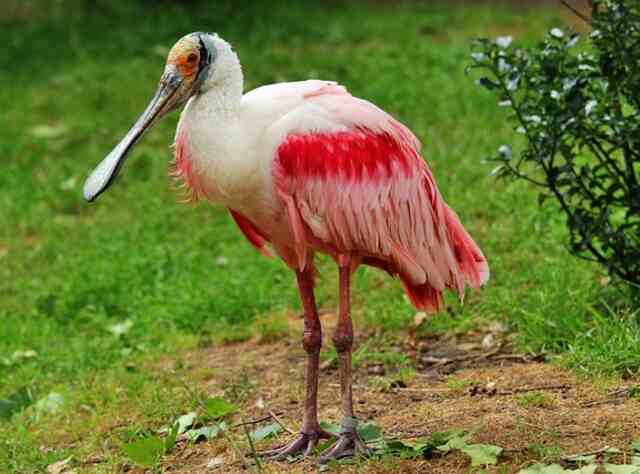 A Roseate Spoonbill standing around.