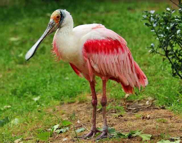 A Roseate Spoonbill just standing around.