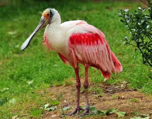 A Roseate Spoonbill just standing around.
