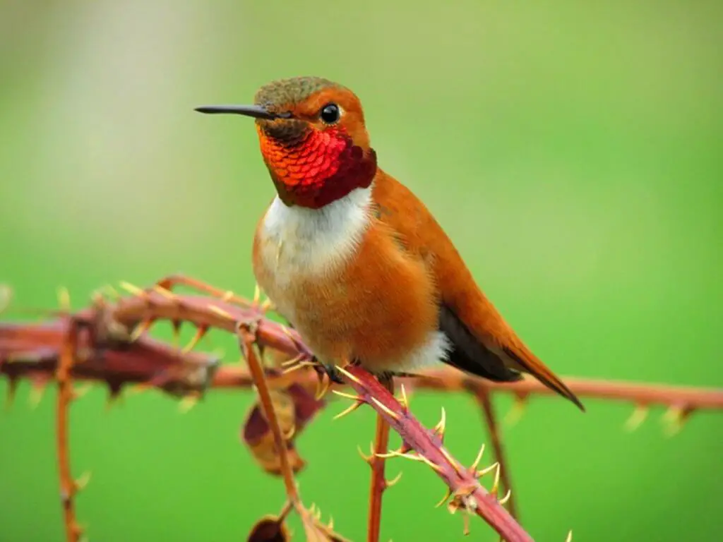 A Rufous Hummingbird perched on a thorny plant.