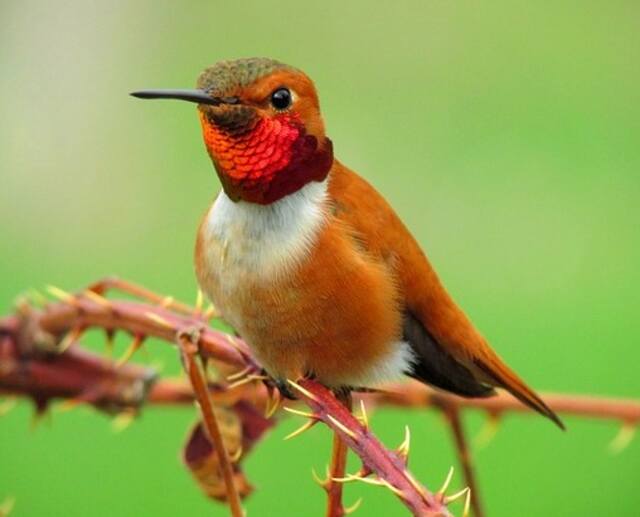 A rufous hummingbird perched on a plant.
